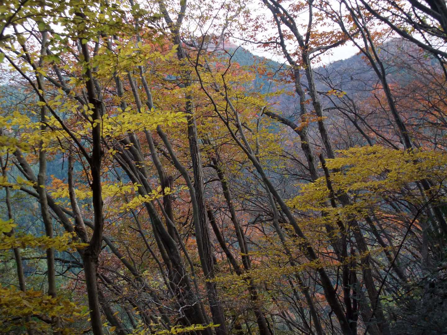 名郷バス停-前武川岳-武川岳-妻坂峠 周回コースの写真