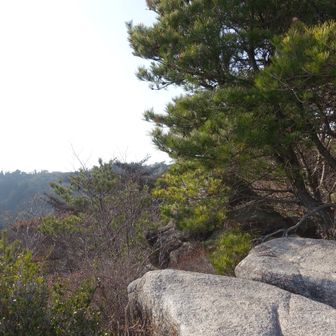 天狗岩が周りの松の木に覆われてしまっています😳