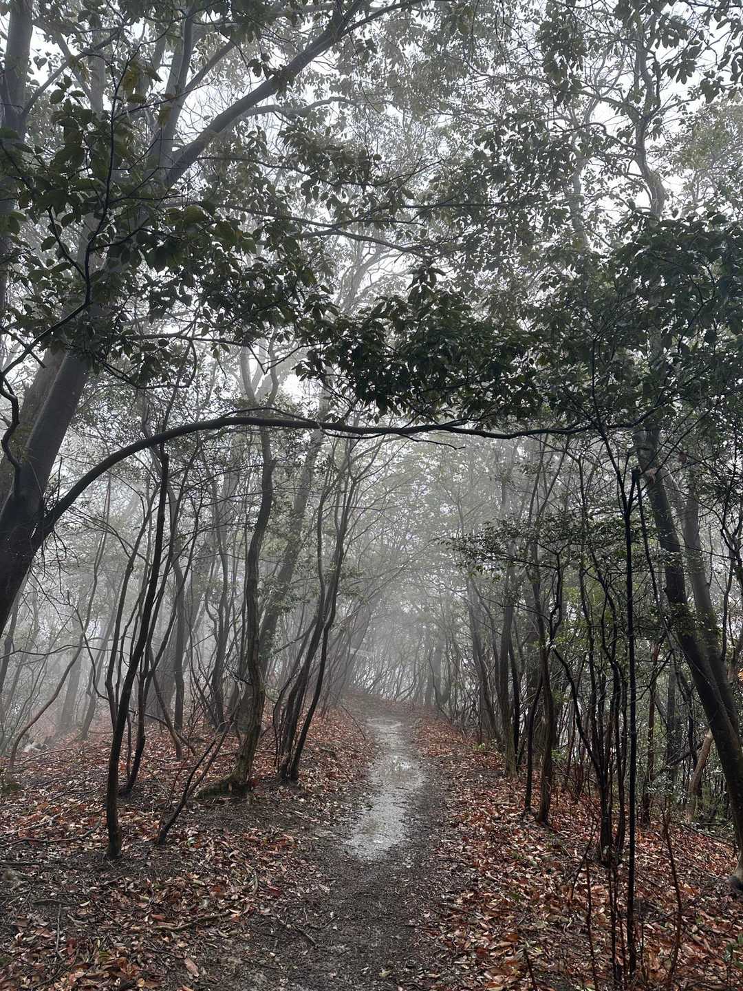 ちょっとガスっています
なかなかの雨道