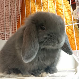 ゆらん