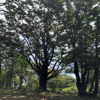 コヤマノ岳です。