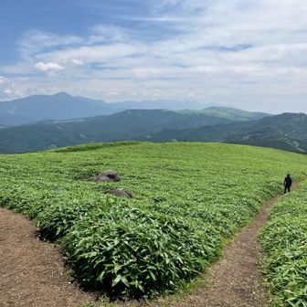 分岐まで戻って来た。