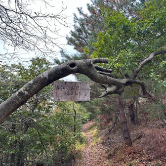 落ち葉の下に、石車爆弾が沢山。
そして、すべるすべる😣
滑るのが苦手なので、ゆっくりしか進めません。

でも、楽しいお山でした、ありがとうございます。