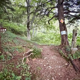 遊歩道の分岐もあり注意⚠️