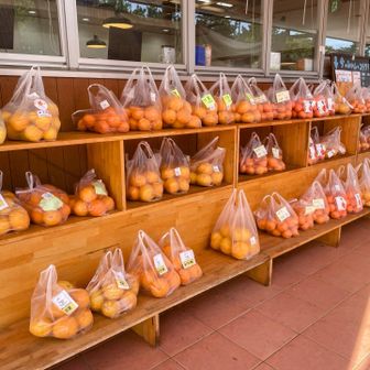 ずらりと並ぶ色々なみかん🍊
カラマンダリン🍊美味しかった