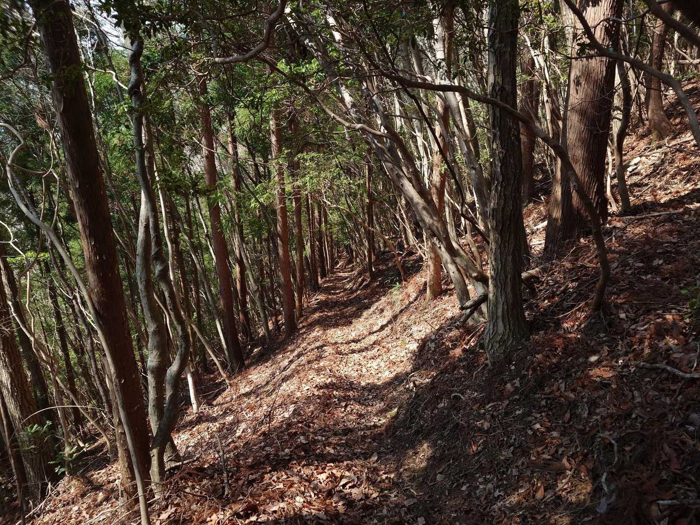 三頭越-寒風越-竜王峠-竜王山-竜王山 周回コースの写真