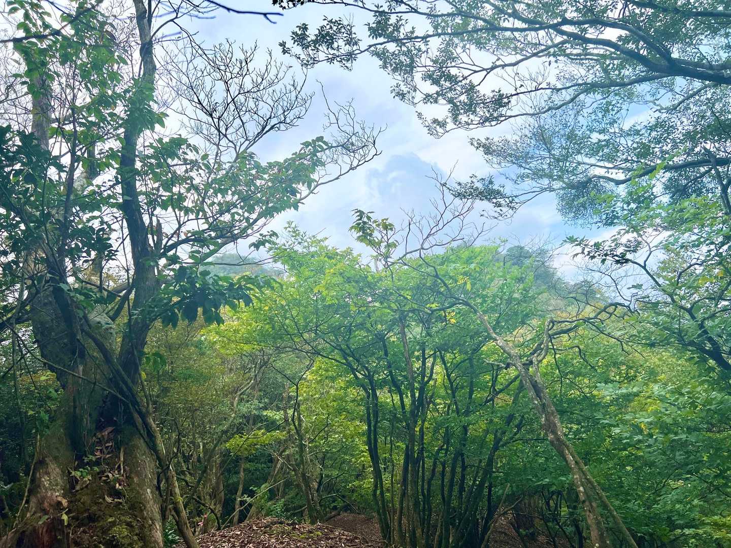 緑も秋空も美しい☺️
