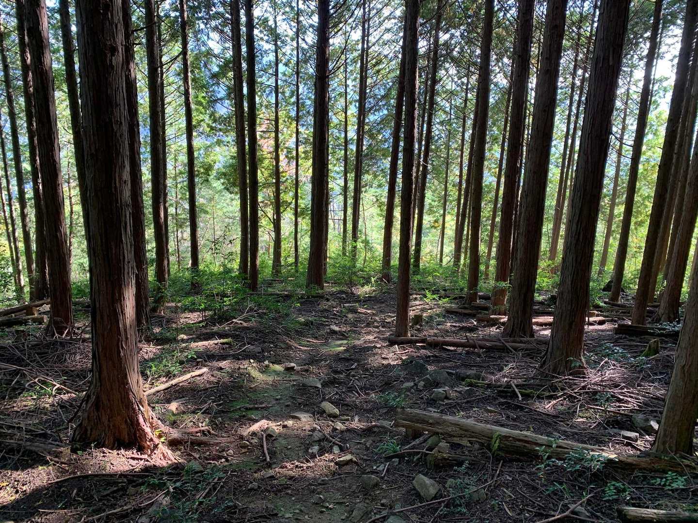植林帯の緩斜面を下ります。