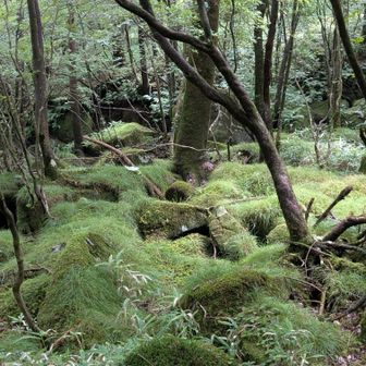 苔の森は八ヶ岳感①
白駒池の周辺を歩いているような感じがします😊