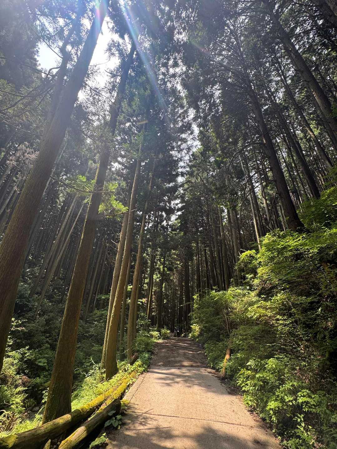 千早本道登山口-金剛山-金剛山山頂売店-転法輪寺-金剛山葛 縦走コースの写真
