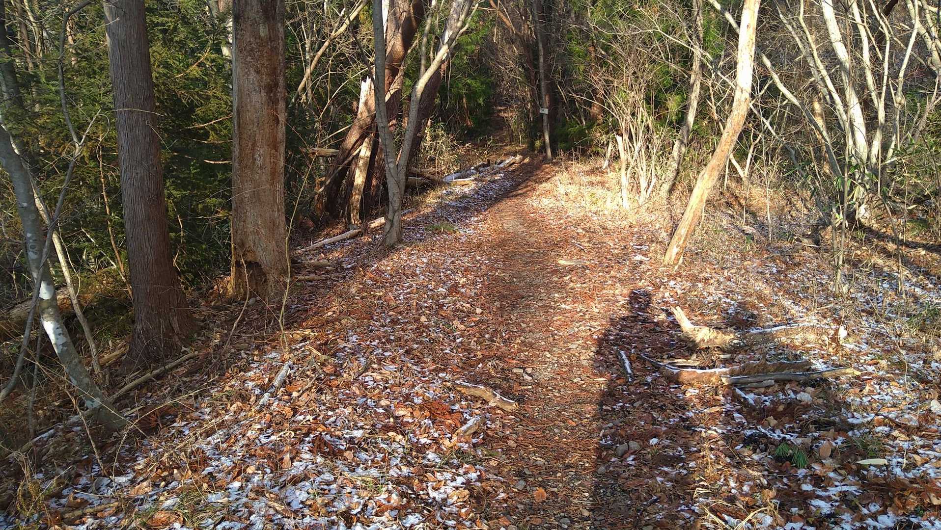 キレイな登山道