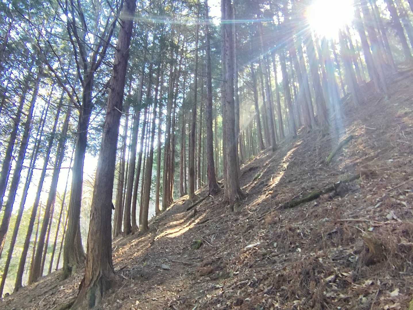 登山道は急坂をジグザグに登ります😅