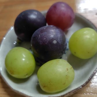完熟✨こんなに美味しい🍇は初めて😭