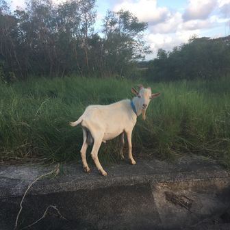 オオシロヤマネコ