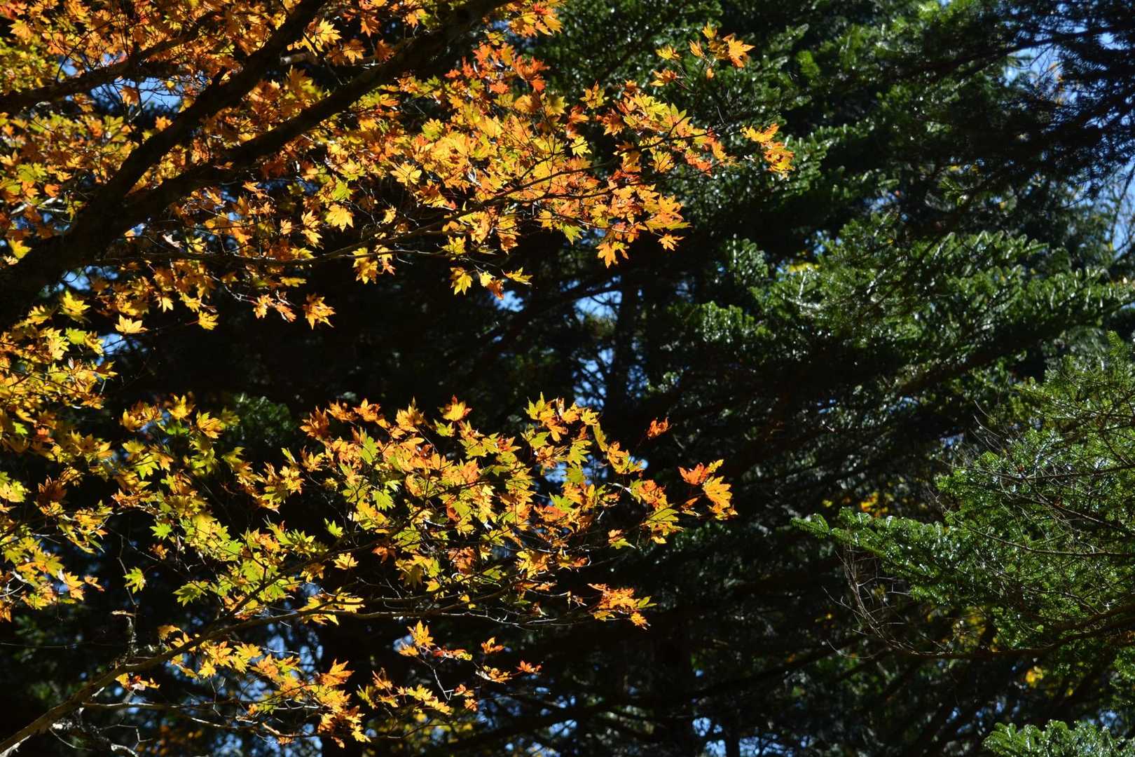 紅葉は終盤らしいが、まだ持ち堪えてる木も。