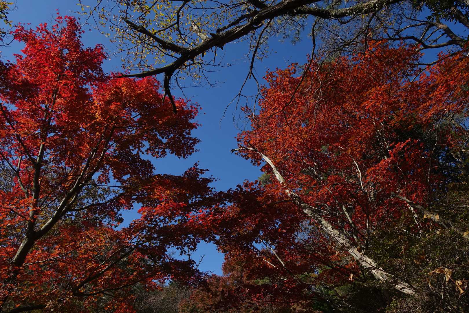 栗の木登山口-作礼山 往復コースの写真