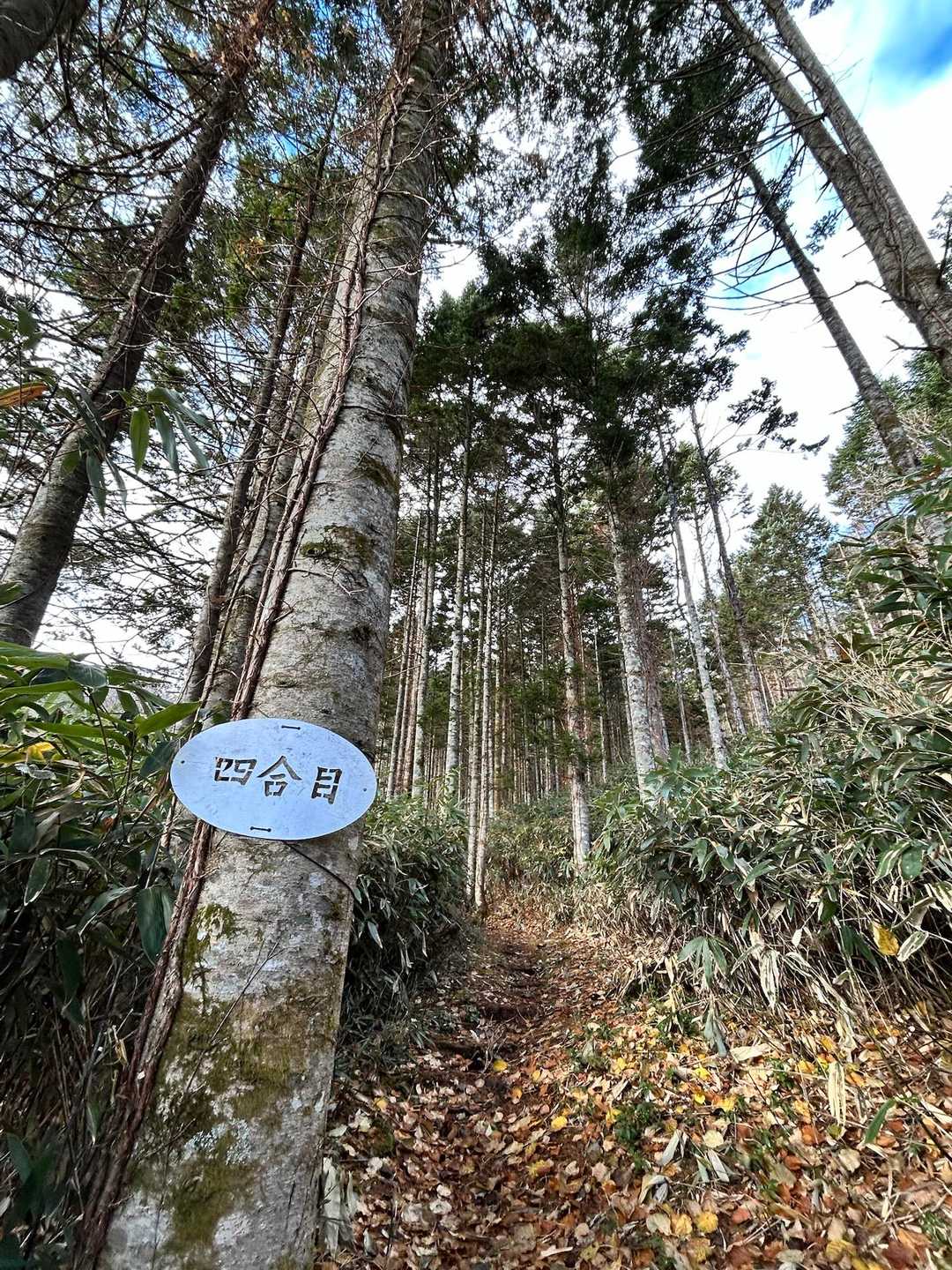 ４合目🪧
落ち葉🍂の絨毯
もう少し早ければ紅葉🍁🔴🟡🟢綺麗だったかも