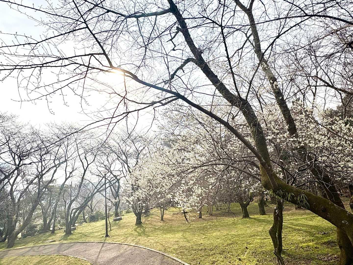 皇子が丘公園には、2本の桜の木だけが咲いていましたよ🌸