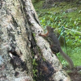 木に登る🐿️