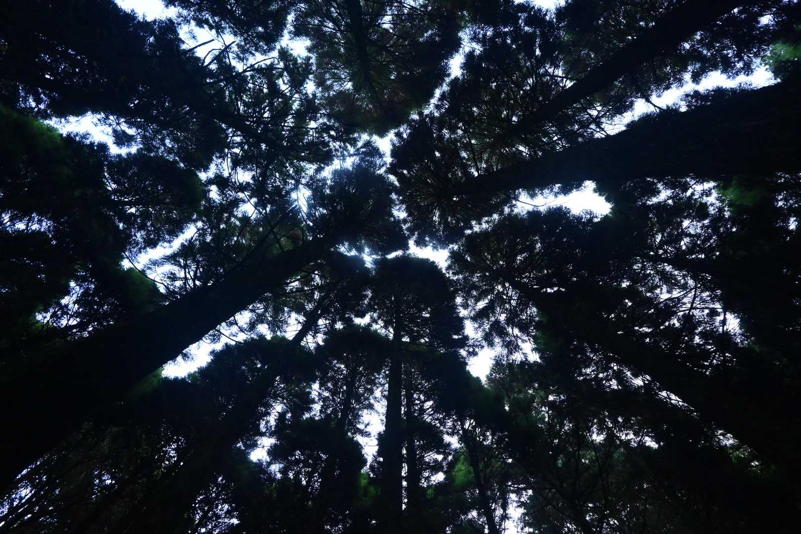 ふぅ～、これは下りの足が心配だ・・・、と見上げたら、あら、綺麗