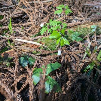 キクザキイチゲ（奥）とミヤマカタバミ（手前）