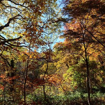 錦の紅葉。