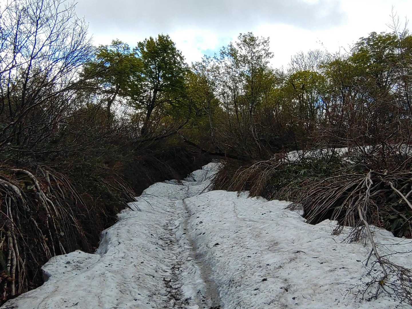沢山残っています