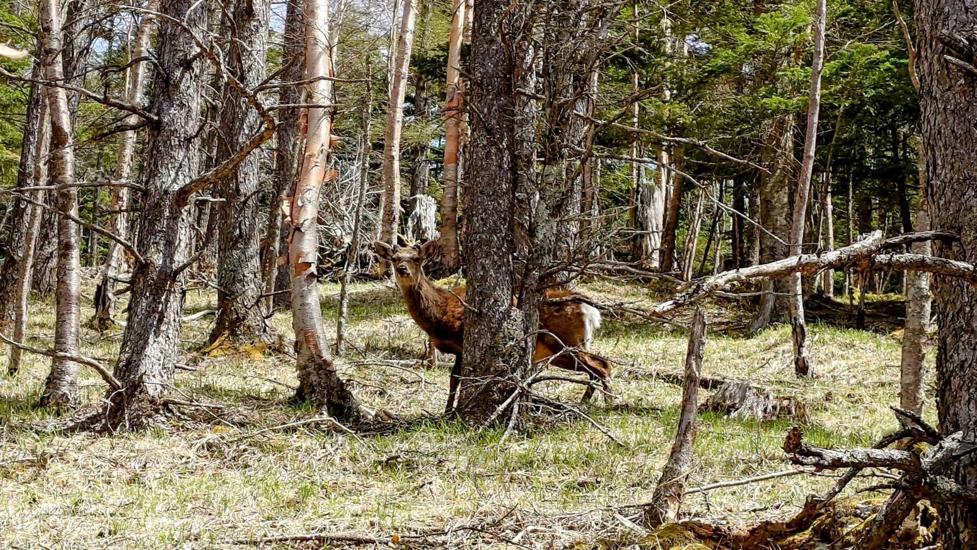 見てます🦌