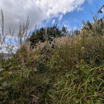 右横の住宅開発地辺りから、強引に入りました
藪藪です😵‍💫