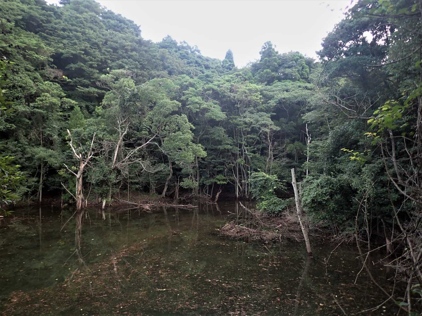 四王司山 周回コースの写真