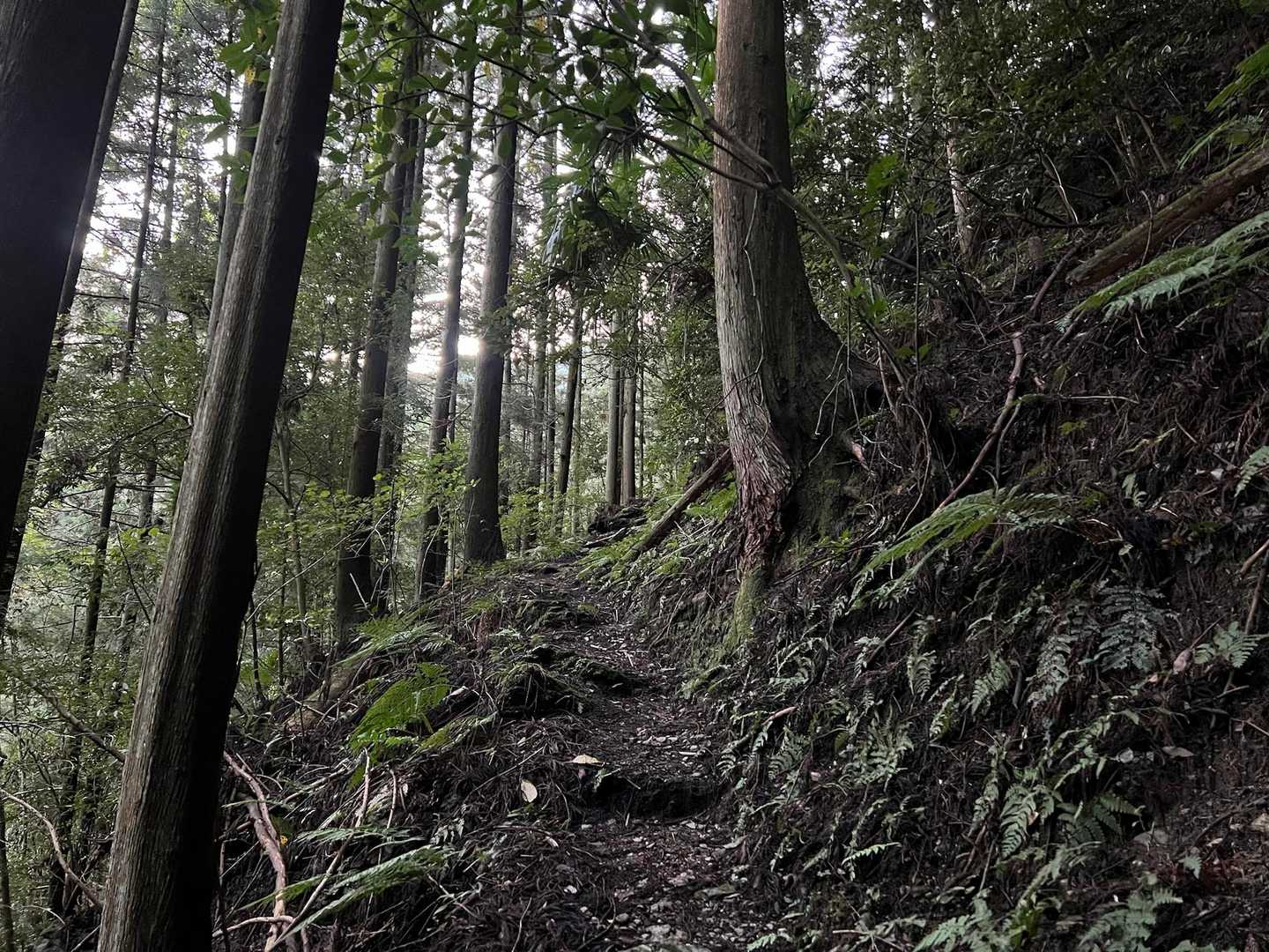 樹林帯をひたすら歩きます🚶‍♀️