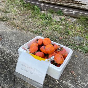 あら、柿や🟠えーなー、どうしよかな？と思ってたら、これを置いてくれていた家の方が「たくさん持って帰ってよー」と。「ありがとうございます。山からの帰りにいただきます！」って言うたら、「一つ持って行って山頂で食べたら美味いで❗️」と。「ほな、そうします‼️ありがとうございます❗️👋」😄帰りに家族の人数分いただきました。とても美味しかったです🟠👍