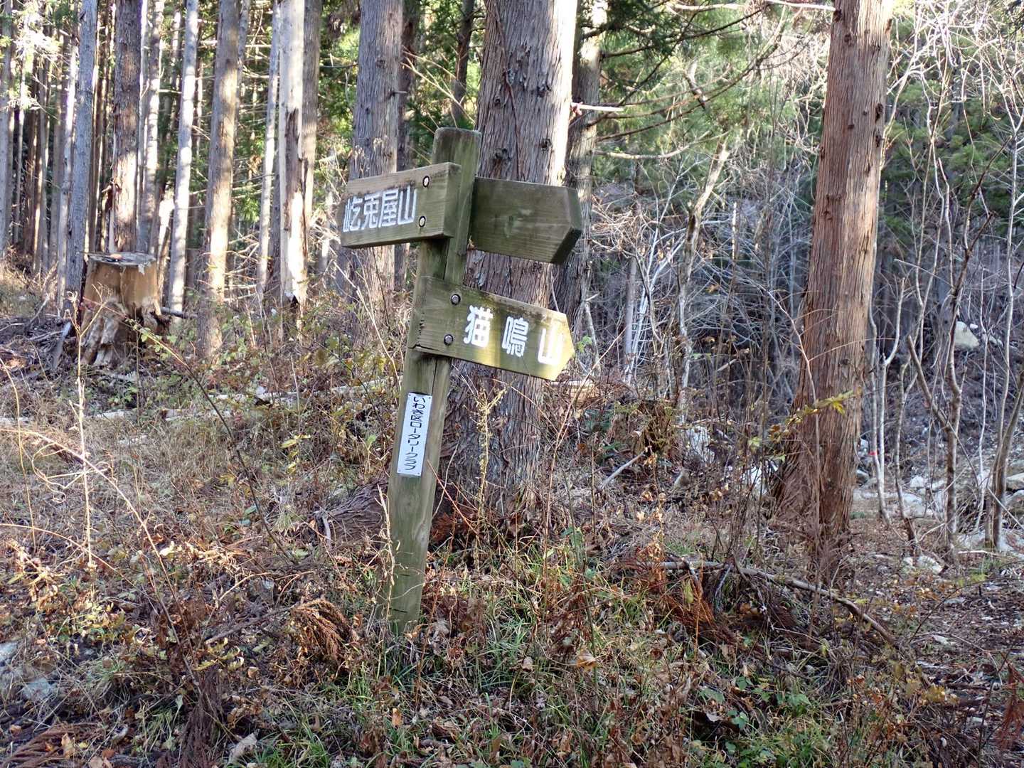 猫鳴山へのルートは作業道に変わっていました