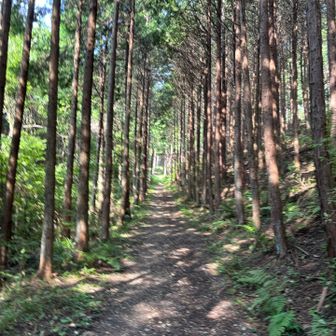 と、思っていたのですが、この後急登で色々なものが削られました。
