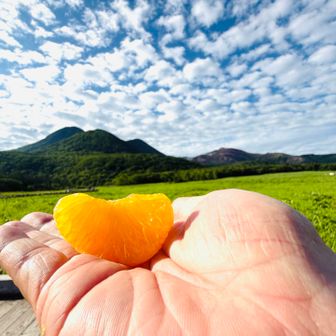 師匠ちで採れたみかんを食べる