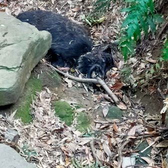 イノシシ死んでる