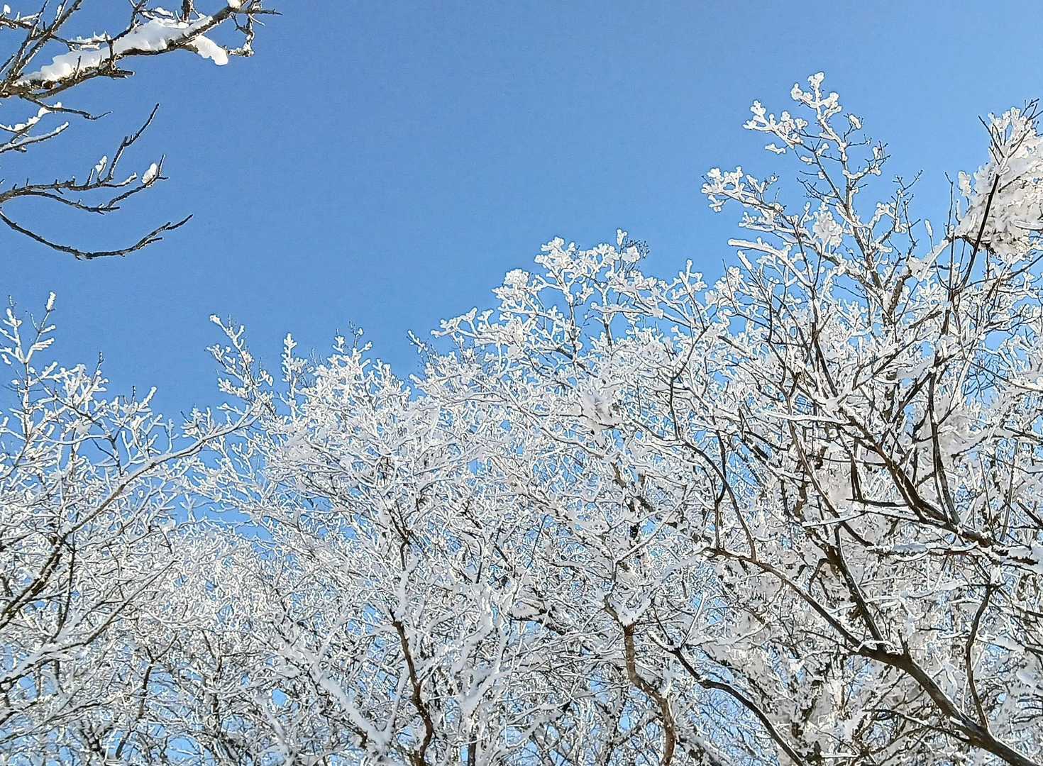 樹氷が綺麗だ