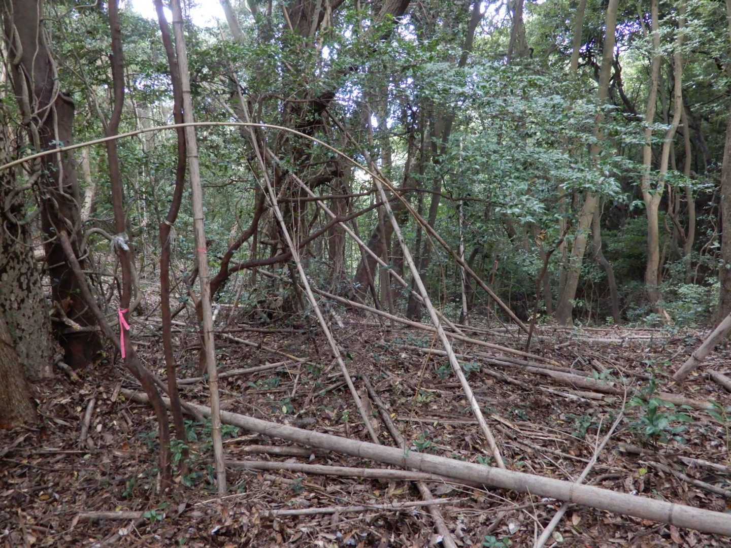 竹藪をかき分けながら数分も進むと