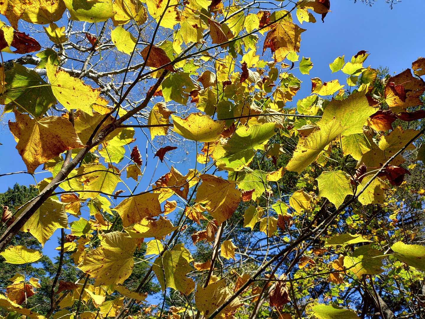 紅葉🍁✨
