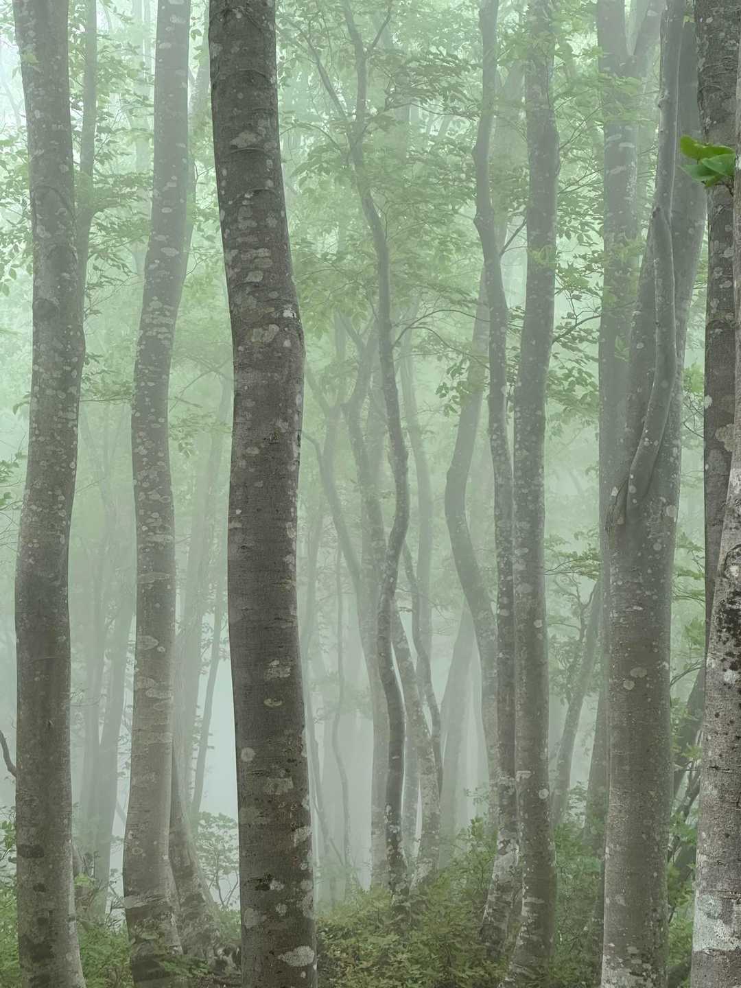 戸倉山 往復コースの写真