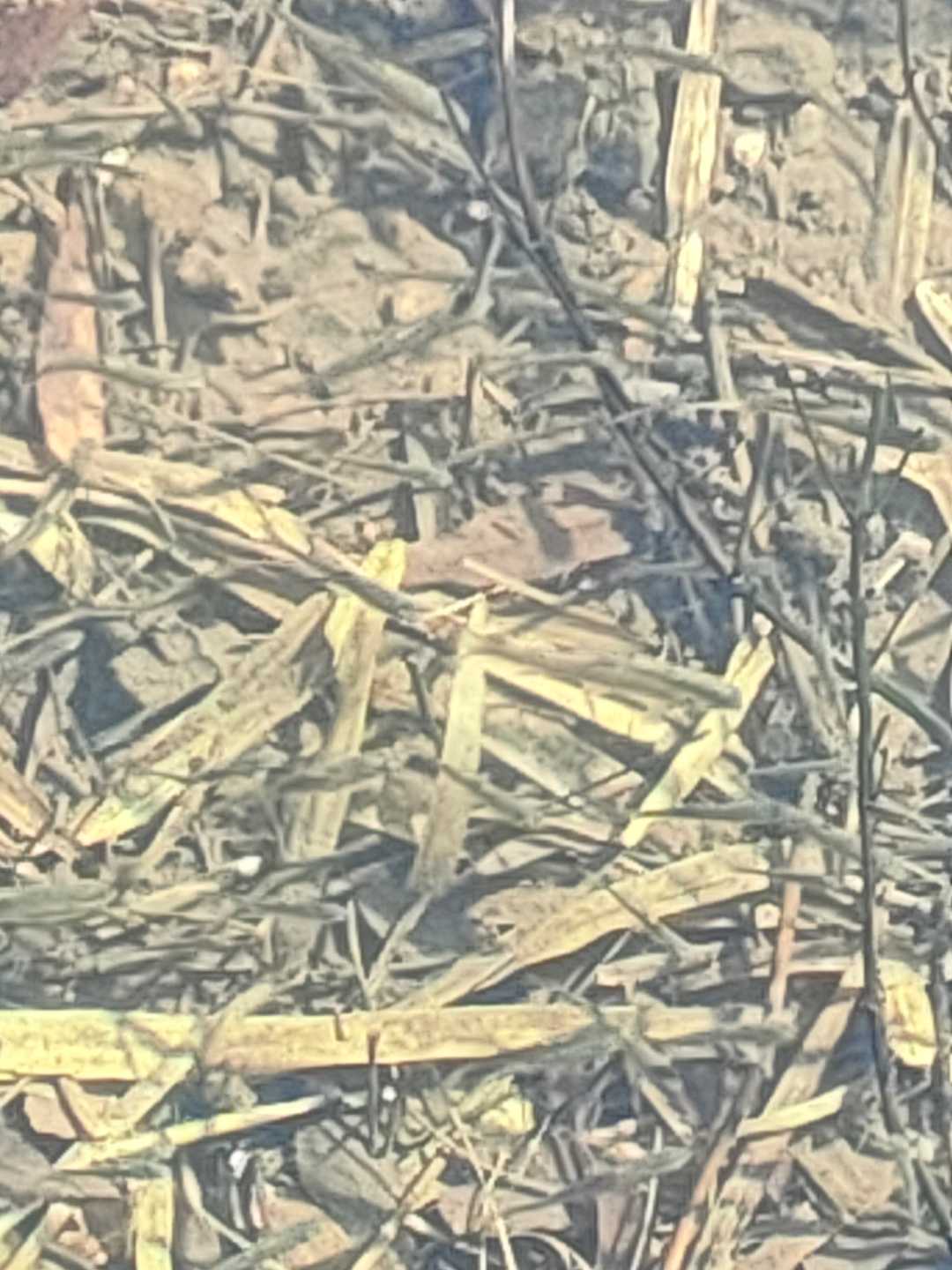 ハヤたち