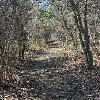 もっと、ひらけた感じかと思ってましたが、樹林帯です。