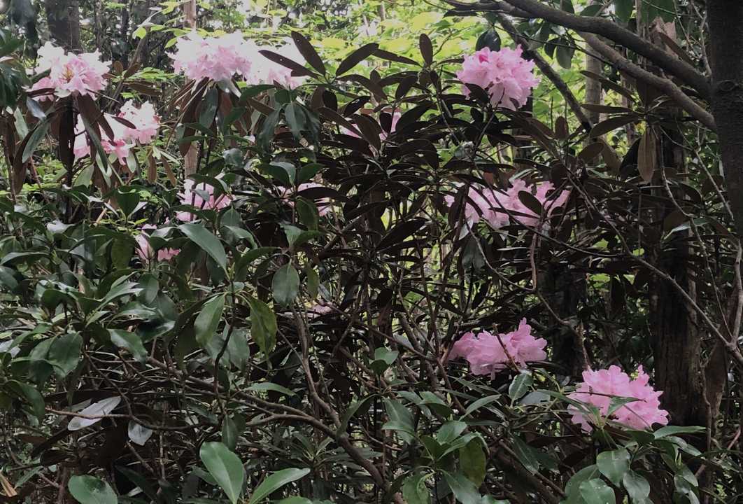 石楠花の群落地
花は少ないかなぁ〜
これからかな…