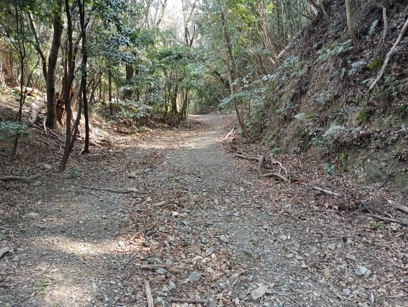 歩き易い林道が続きます。