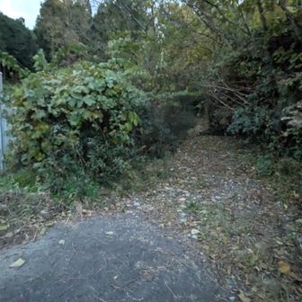 登山口
薄暗いのでこの先ルートを外してしまう