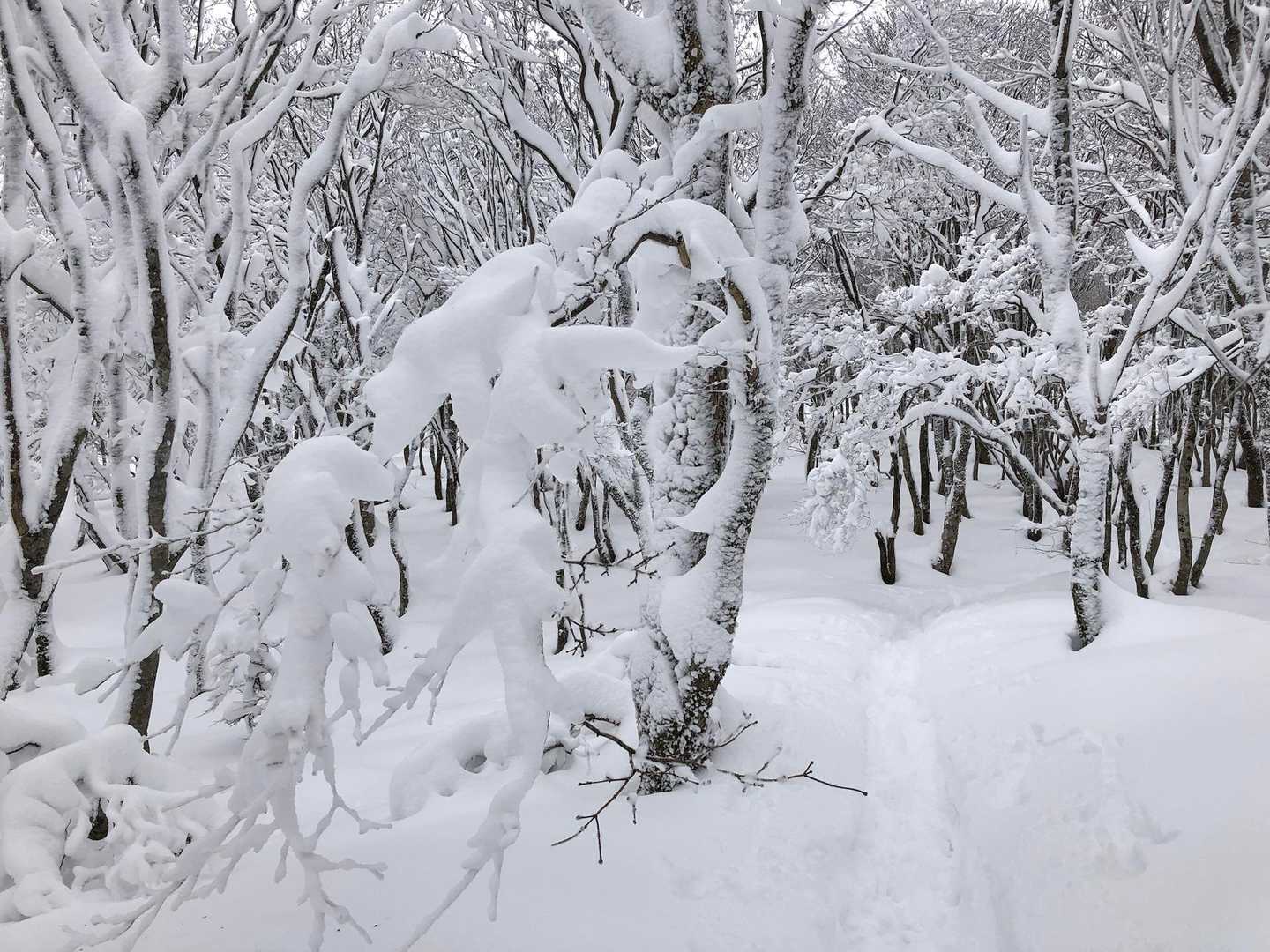 坊村バス停-坊村登山口-御殿山 往復コースの写真