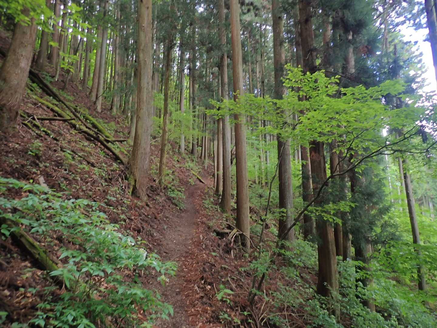 山道に入り尾根に向かって高度を上げる。
風はなく、直射日光もないので気持ちいいが、上りが続くとキツい😖