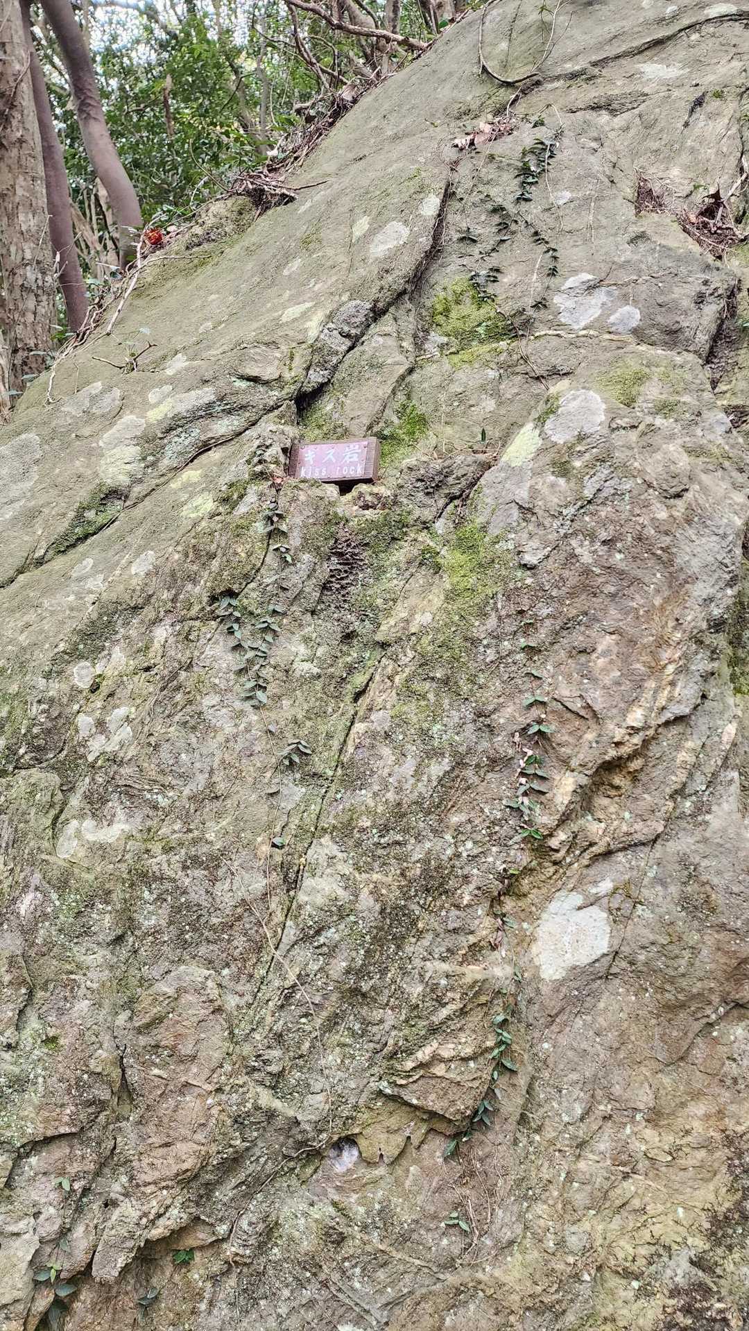 高城山 往復コースの写真
