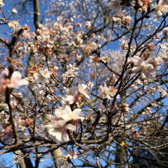 こんな寒い日に桜を見るのは不思議な感じ
