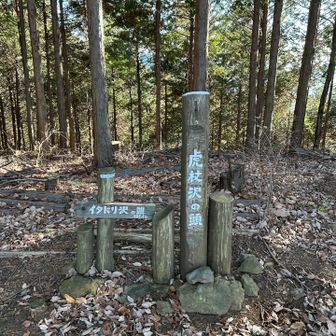 虎杖(イタドリ)の頭